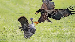Big Fight Between Golden Eagle Vs Turkey Who Will Win ?