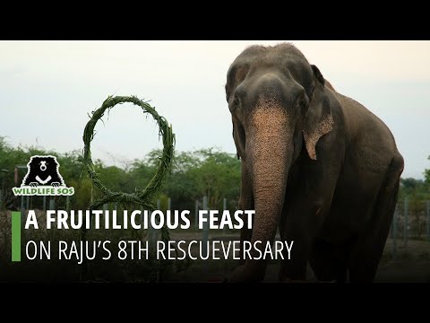 वीडियो: पेट स्कूप: राजू द हाथी ने केक के साथ स्वतंत्रता का जश्न मनाया, ध्रुवीय भालू का सामना करना पड़ा