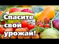 ЭТИ ПРЕПАРАТЫ ЗАЩИТЯТ ВАШ УРОЖАЙ ОТ БОЛЕЗНЕЙ И ВРЕДИТЕЛЕЙ