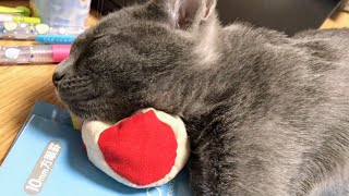Cat sleeping with juggling bean bags as a pillow | Lucky Korat Cat