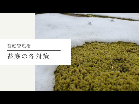 Winter Care for Moss Gardens thumbnail