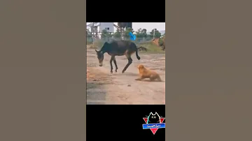 تمرد كلب مضحك جدا مقاطع مضحكة مواقف مضحكة قطط مضحكة فيديوهات مضحكة دموع الكوميديا 