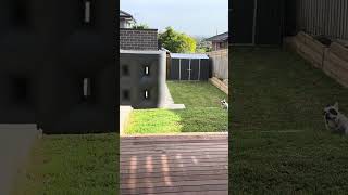 Ninja Dog Jumps His Way Into Owner’s House