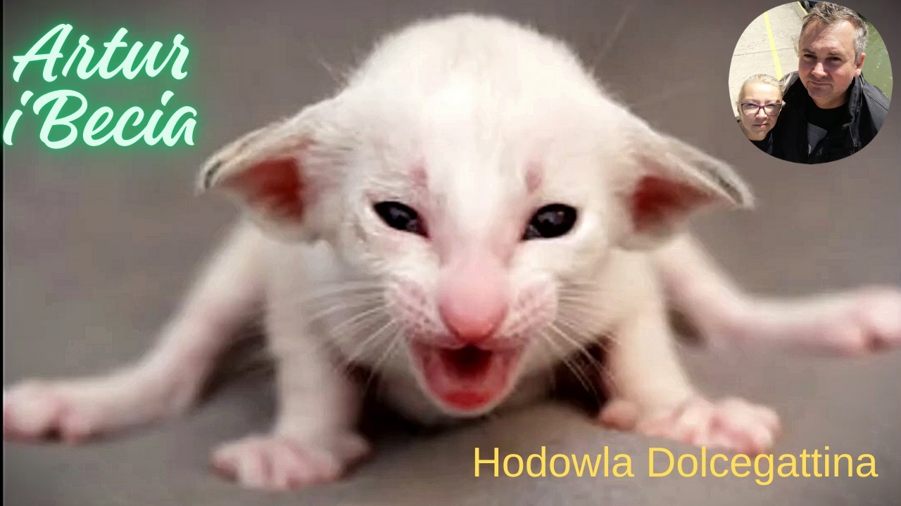 Jak ja myję żeliwny ruszt z kuchenki gazowej. Ciasto, mleko, masło =?. To ja Bartuś 16 lat temu.