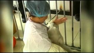 Raw Video China Throws Party For Polar Bear Cub