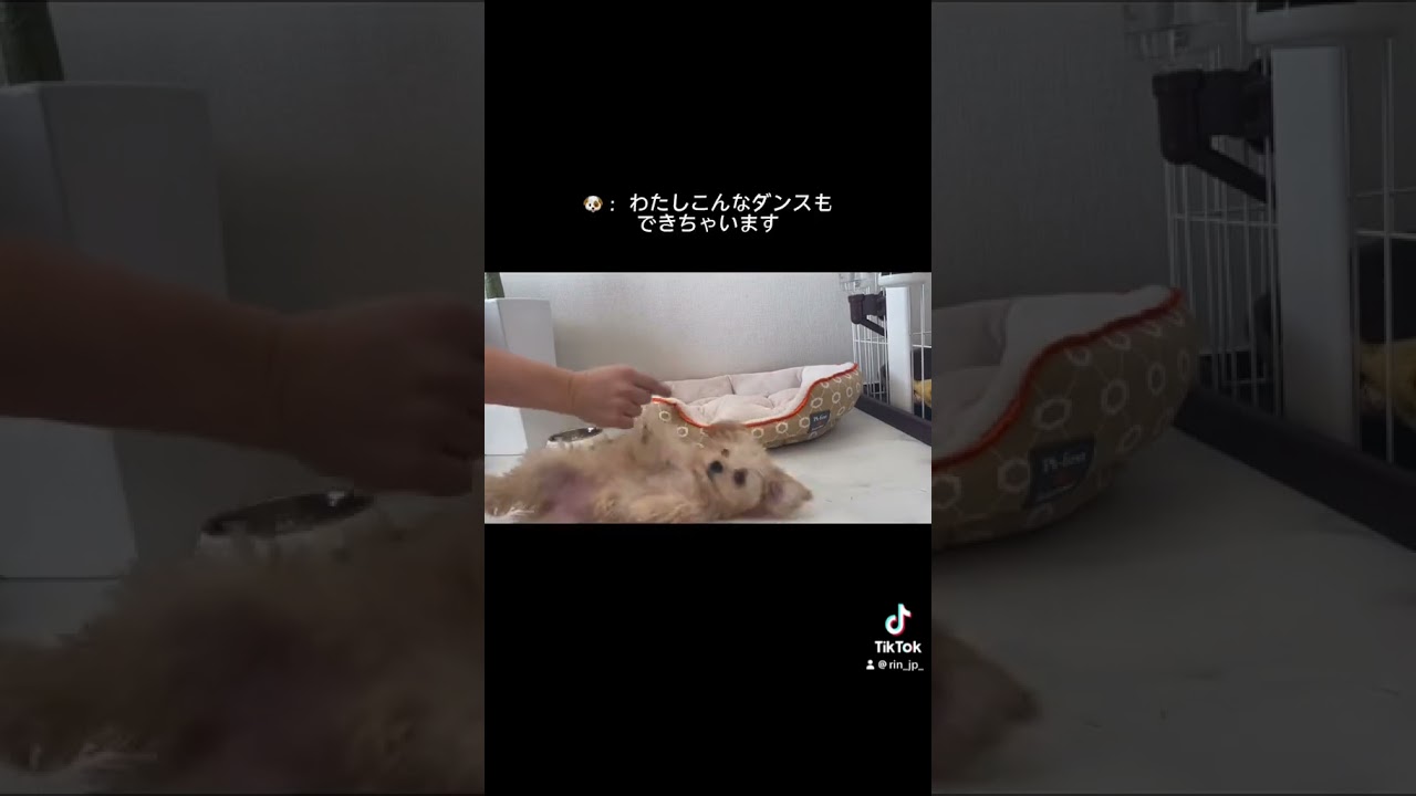 あなたにとって何点?? #チワプー #可愛い #癒し