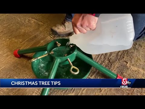 Video: Kerstbomen water geven - Hoe zorg je ervoor dat een kerstboom water opneemt