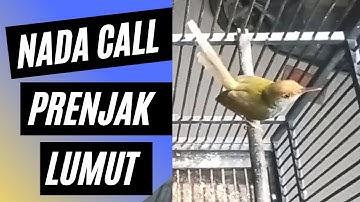 SUARA PRENJAK LUMUT [ PANCINGAN ] ampuh untuk pikat