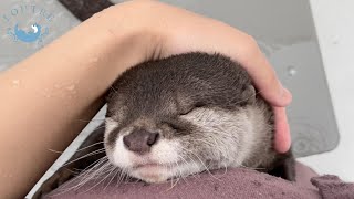 カワウソの双子、雨の日がイヤすぎて大泣きする！ Otter twins, they cry so much because they hate a rain day!