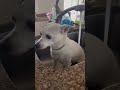 Video of adoptable pet named PAPRIKA