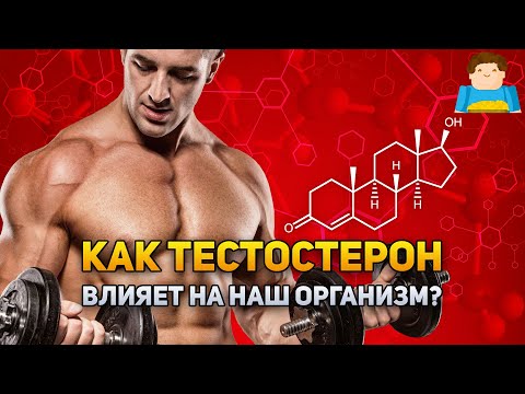 Как на самом деле тестостерон влияет на наш организм? | Plushkin