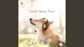 Drift of Spring Air