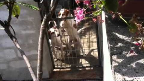 Il cane intelligente