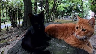 捨てられた子猫が先輩猫にピタリと寄り添う
