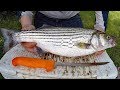 Catch and Cook Striped Bass - Catching, cleaning and cooking Striper