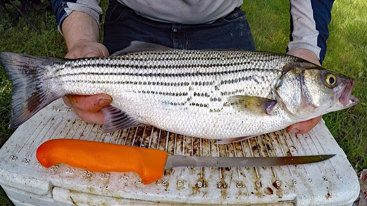 Catch and Cook Striped Bass - Catching, cleaning and cooking