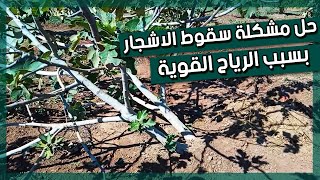 الحـــل بين يديك لإنقاذ شجـــرتك بعد سـقوطها | الترقيد الارضي GROUND LAYERING