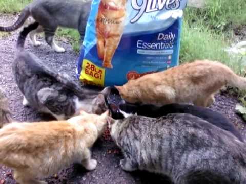 "let-me-have-some-of-that-"9-lives"-cat-food!"