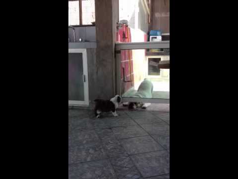 Chiquito.....pero picoso!!! puppy paradise