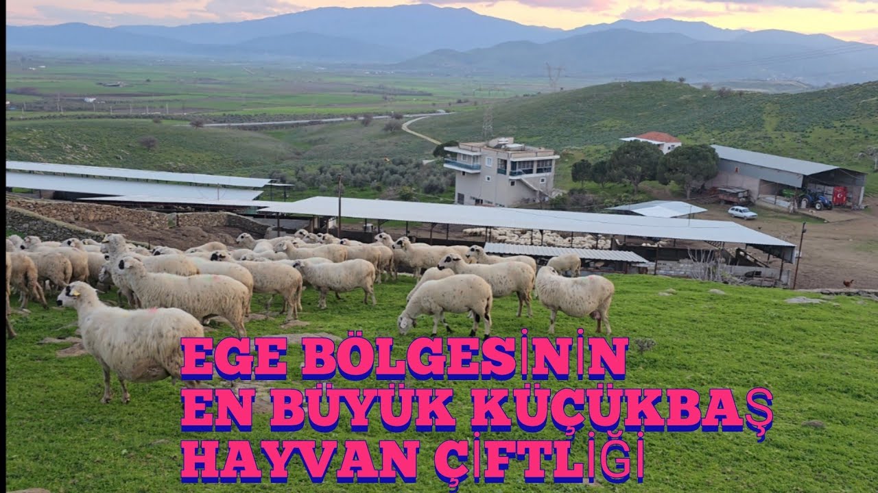 Sık sorulan sorular ve mera hayvancılığı