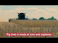 Where do PIgs Live - Anatomy of a Pig Barn