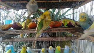 ☀️🐤 Soft Natural Budgie Sounds Calming Busy Chicago Evenings 🌆🎶 #Chicago #budgiesounds #relax screenshot 1