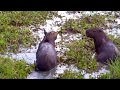 Encuentro cercano muy cercano con manada pequeña de chigüiros, capibaras o carpinchos