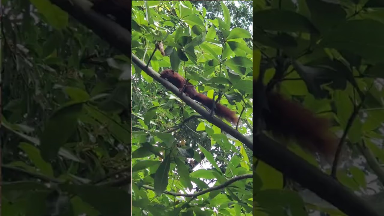 Cute Squirrel Searching for Food on a Tree 🌿🐿️ | Countryside Vibes