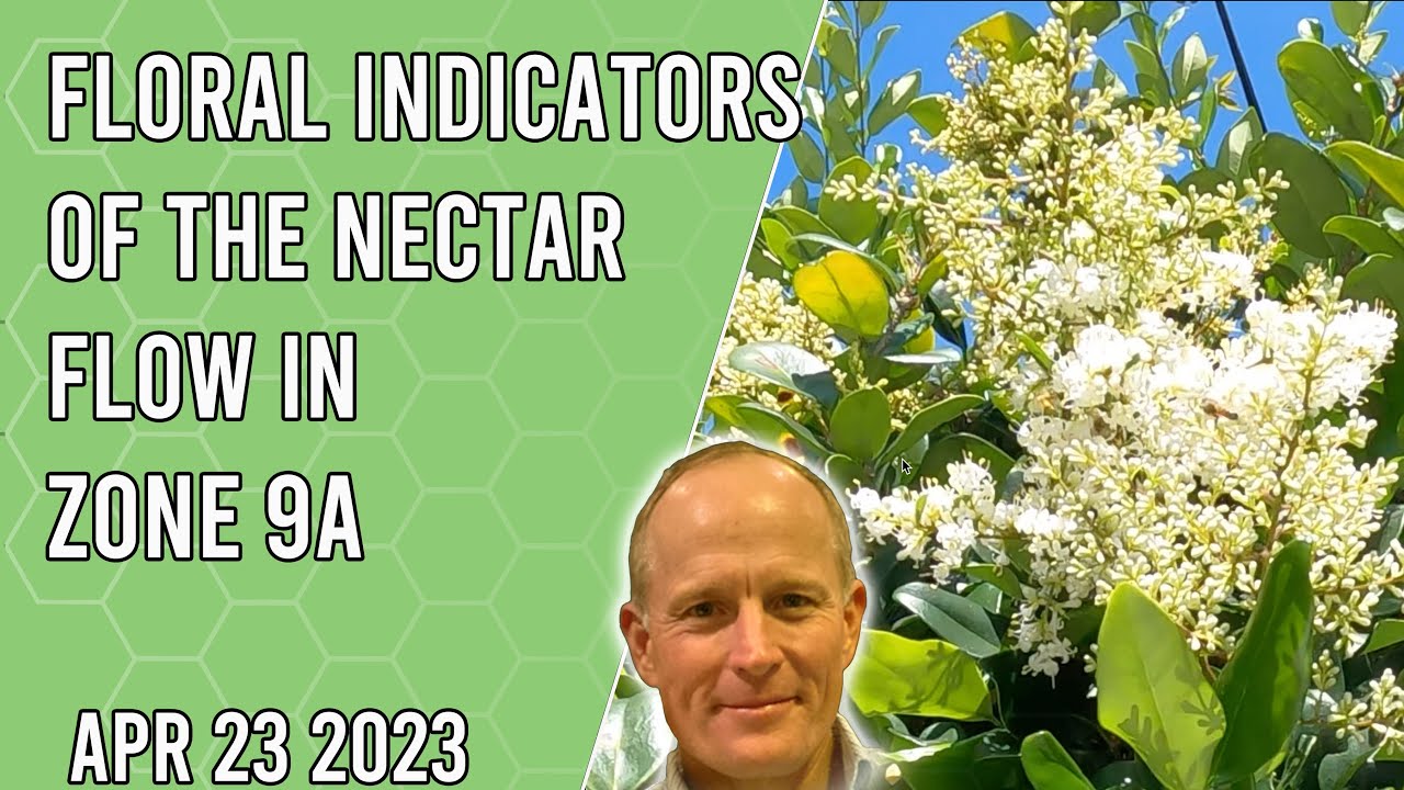 Floral Indicators of the Nectar Flow in April Jacksonville FL Zone 9a