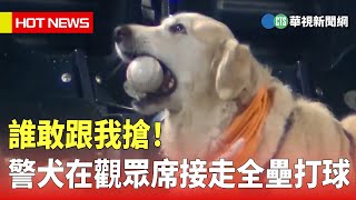 誰敢跟我搶！　警犬在觀眾席接走全壘打球｜華視新聞 20230326