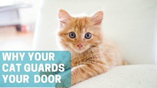 The 6 Common Reasons Why Your Cat Guards Your Door