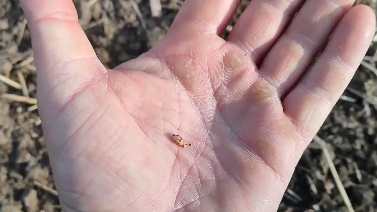 1коап рф. Протокол за нарушение. 23 ч 2 коап. Фабула протокола 3. 11.