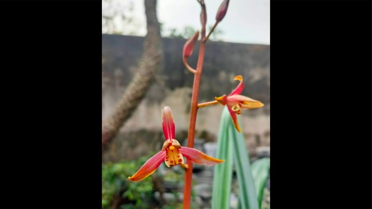 Vuờn Lan Tùng Huyền đang phát trực tiếp! 0973171922