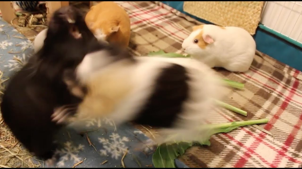 Download Ridiculous guinea pig fight