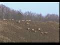Elk in Kentucky on Reclaimed Coal Land