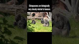 Interesting Chimpanzees #science #shorts #scienceinshort #chimpanzee