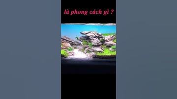 setup bể thủy sinh #shorts