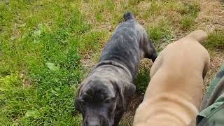 Serbian defense dog O.C.D. puppies 7 weeks old near chainsaw! @KENNELOFSERBIANDEFENSEDOG by KENNEL OF SERBIAN DEFENSE DOG 363 views 10 months ago 22 seconds