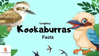 Kookaburras: The Laughing Birds of Australia!