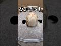穴からお顔を出す子猫が可愛すぎる