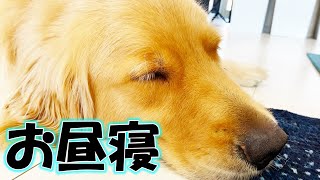 みんなのお昼寝覗いちゃお！