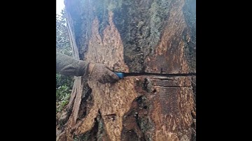 Boing, cutting trees, tree felling, lumberjack, tree work, stihl