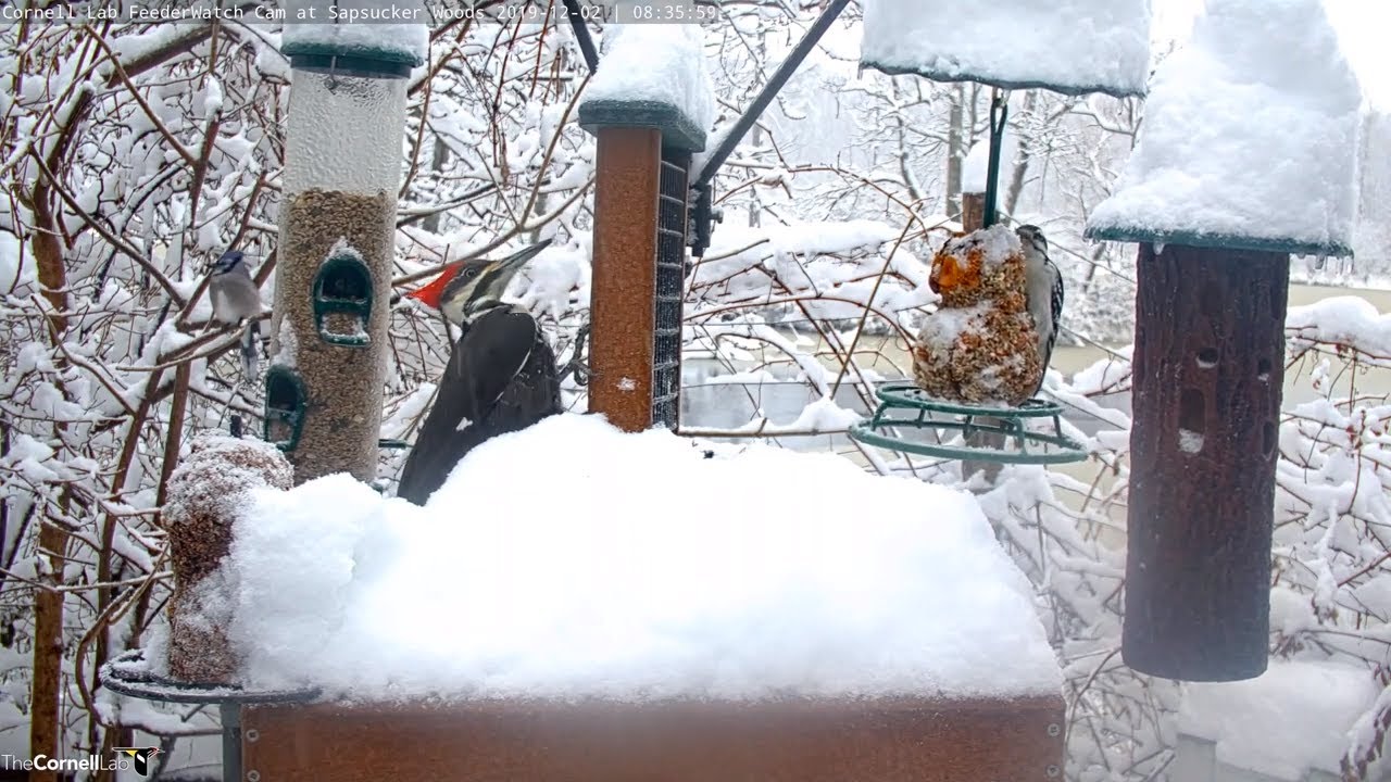 A Pileated Woodpecker Blue Jays And More On Cornell Feederwatch