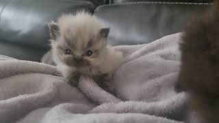Day 26. Kittens A,B & C. 04.27.2024. by Tomsel Travels 171 views 1 month ago 1 minute, 15 seconds