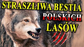 Rosnąca Liczba WILKÓW w Polsce - Bać się, Strzelać, Pokochać?