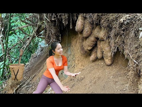 Full Video Harvesting Various Types of BIG Tubers – A Lucky Day in the Deep Forest | LISA