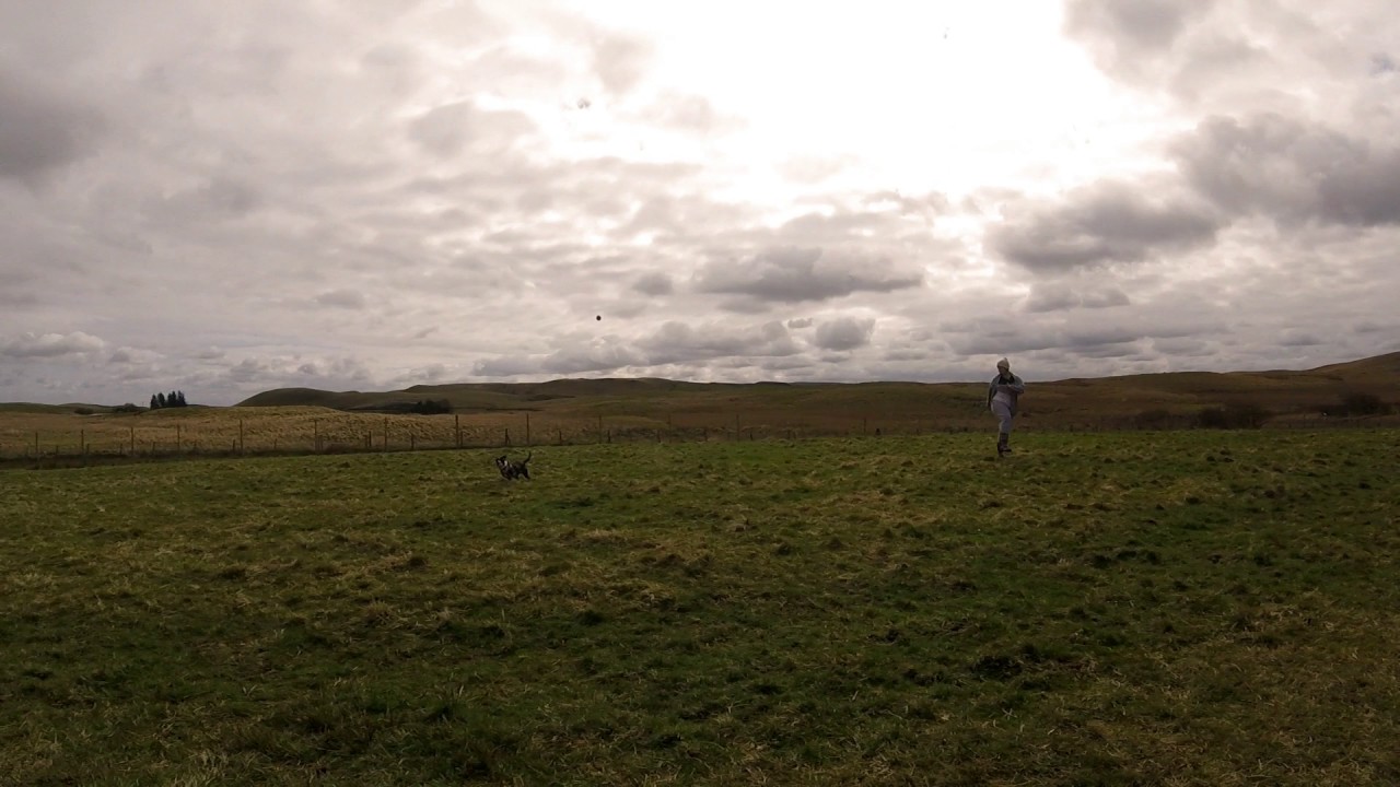 Tilly at Dodside Dog Runs - YouTube