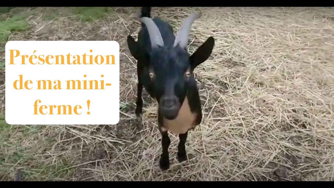 Chèvres, moutons, poules, canards, potager et verger sur un terrain de 1 hectare