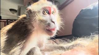 Ralphie D ASMR Macaque with Abby Louise