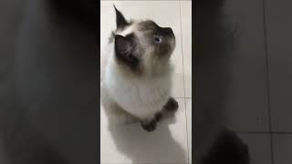 Himalayan Cat